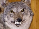 walf