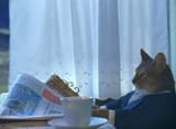 Cat newspaper