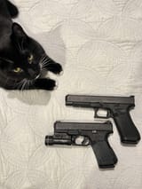 gatcat