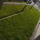 grass length