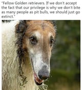 Fellow Golden Retrievers