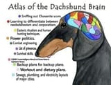 Atlas of the Dachshund Brain