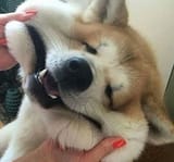 44545