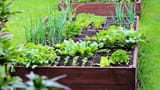 pmx-square-foot-gardening-01