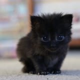 cute little black kitten