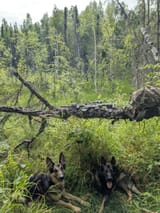 bear habitat