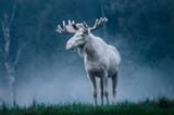 albino
