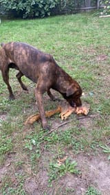 BrownDogRedSquirrel