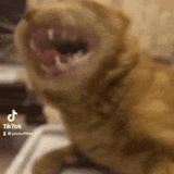 GIF_20240801_081451_909