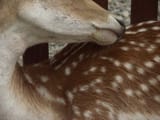 bemydeerfriend