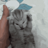 cat-cat-meme