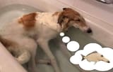 dog thinking of being fish