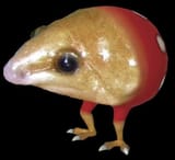Borb