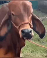 cow raise eyebrow the rock meme gif