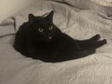 black cat =p