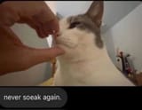 nevesbegagen