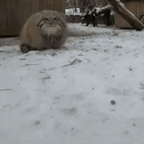 manul