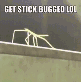 get-stick-bugged-lol