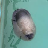 seal loaf