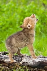 forest puppy