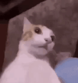 cat-cat-meme