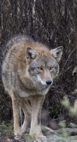 eastern coyote basically a wolf at this point