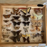 pinned butterfly