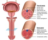 penis-anatomy-cross-section-medical-3d-vector-illustration-1141366970-01fbfb0bb60e489e937090a607f6653c