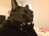 cat is thinkin