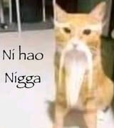 cat ni hao