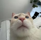 1749885774338675