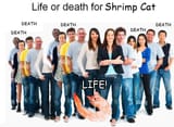 lifeordeath