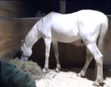 unicorn harvester