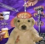 woke dog