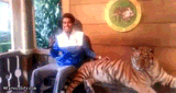 tiger