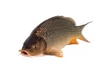 carp
