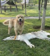 snuffed