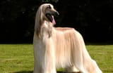 Afghan-Hound-1