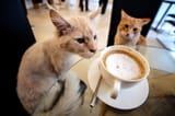 1_Cat-Cafe_The-Plaid-Zebrajpg_wiidpu