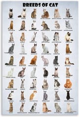 to-have-at-home-which-cat-breed-is-more-suitable-if-there-v0-tnj3nknzcmre1