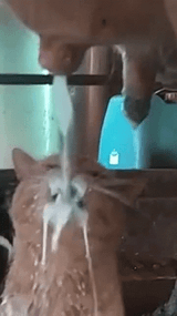 cat-milk