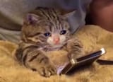 sadcat