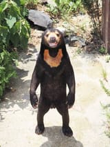 just-wanted-to-share-some-sun-bear-pics-v0-sxs2w4aker8a1