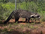 20230828-whaun-healthy-african-civet-9704-1067x800
