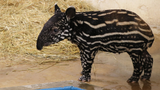 MNZoo-Tapir