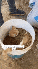 cat-greed