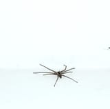 Brown long legs