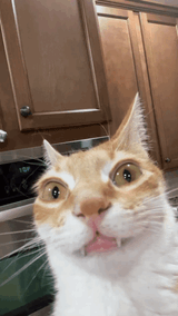cat-stare