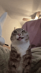 cat-meme-pee