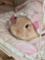 bun_SWADDLED